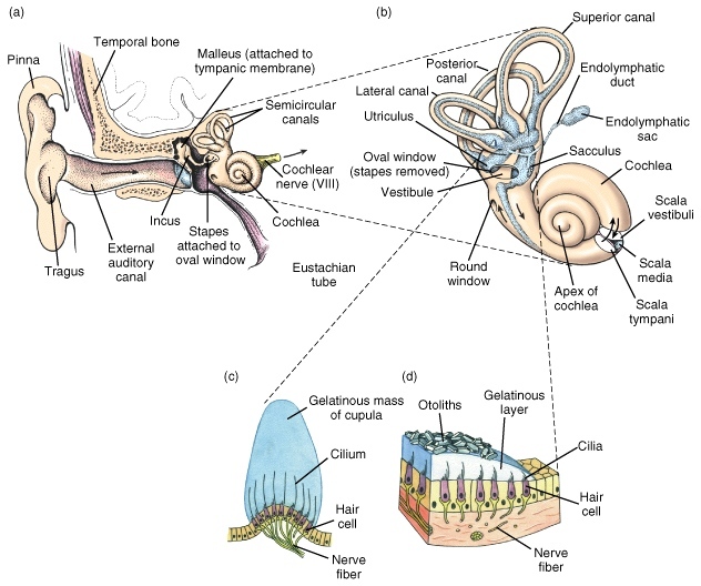 Anatomie ucha - Vše o zdraví